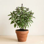 Krishna Tulsi