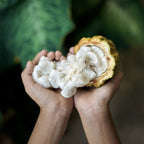 Cocoa Fruit