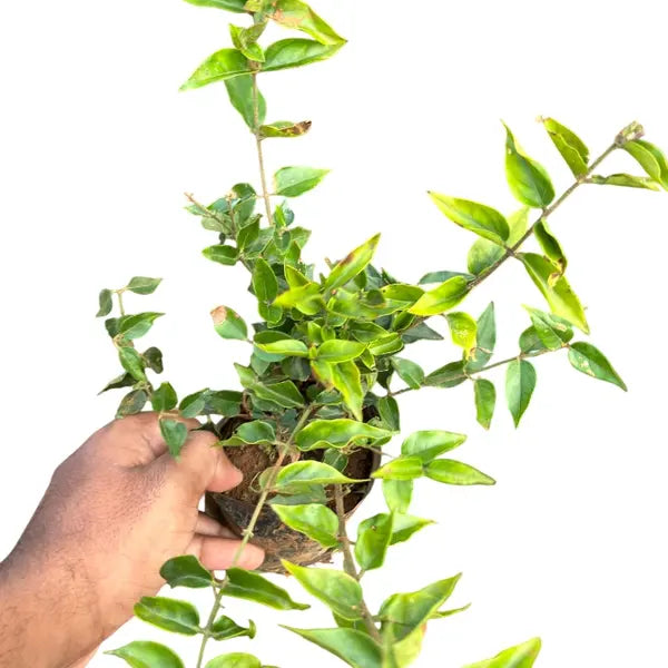 जैस्मिनम ग्रैंडिफ्लोरम, पिची मुल्ला