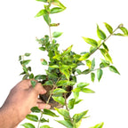 जैस्मिनम ग्रैंडिफ्लोरम, पिची मुल्ला