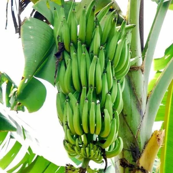 നേന്ത്രപ്പഴം