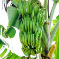 നേന്ത്രപ്പഴം