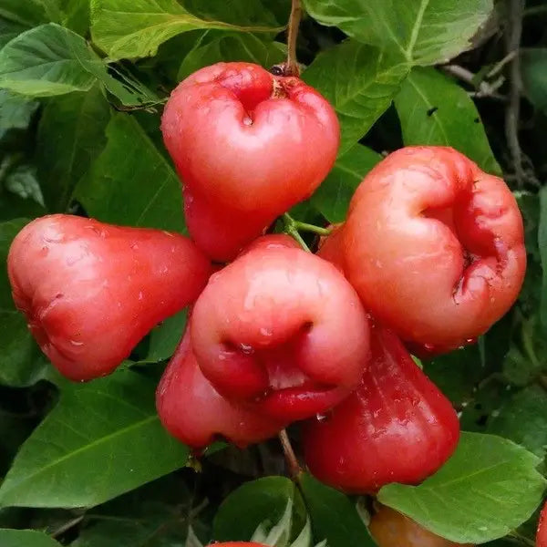 Rose Apple