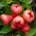 Rose Apple