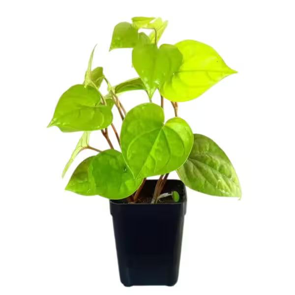 Betel Leaf Golden, Golden Vethalai Plant